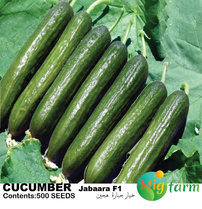 خيار جبارة f1 (CUCUMBER JABAARA F1)