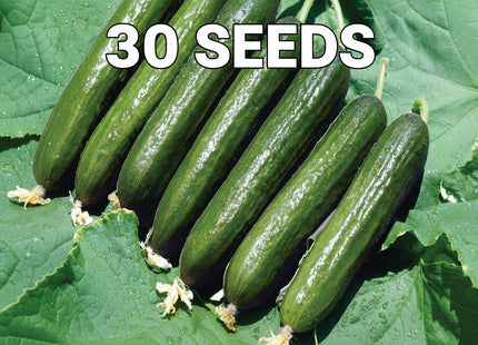 خيار جبارة f1 (CUCUMBER JABAARA F1) MINI PACKET 30 SEEDS