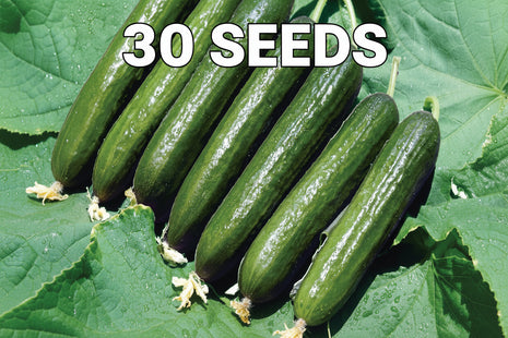 خيار جبارة f1 (CUCUMBER JABAARA F1) MINI PACKET 30 SEEDS
