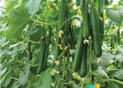 خيار فتنة F1 (CUCUMBER FITNA F1)