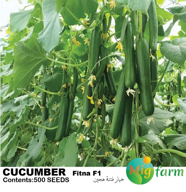 خيار فتنة F1 (CUCUMBER FITNA F1)