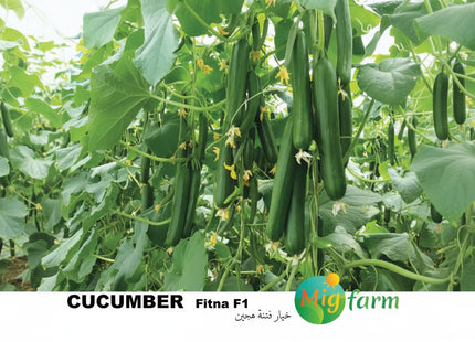 خيار فتنة F1 (CUCUMBER FITNA F1) MINI PACKET 30 SEEDS