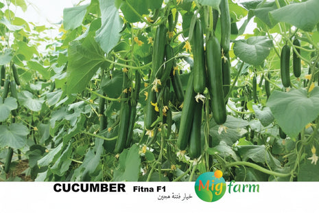 خيار فتنة F1 (CUCUMBER FITNA F1) MINI PACKET 30 SEEDS