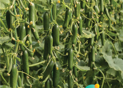 خيار وفرة F1 ( CUCUMBER F1)