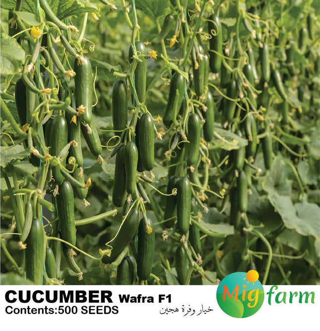 خيار وفرة F1 ( CUCUMBER F1)