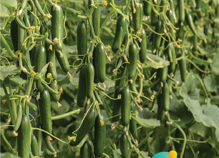 خيار وفرة F1 ( CUCUMBER WAFRA F1) MINI PACKET 30 SEEDS