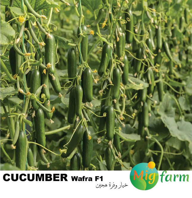 خيار وفرة F1 ( CUCUMBER WAFRA F1) MINI PACKET 30 SEEDS