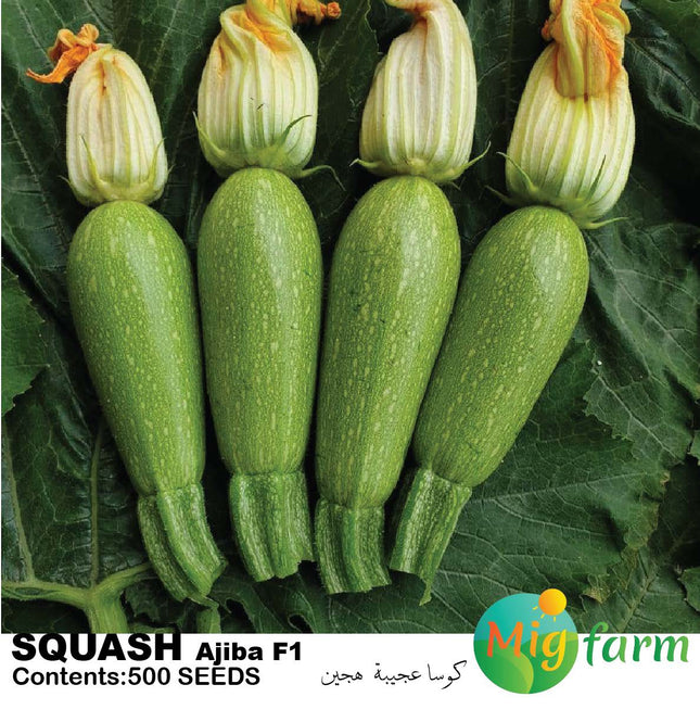 كوسة عجيبة F1 (SQUASH AJIBA F1)