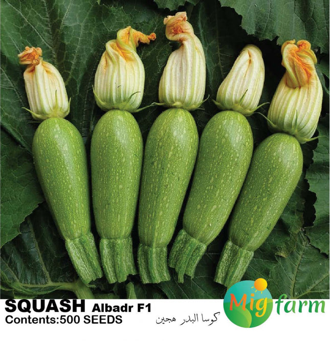 كوسة البدر F1 (SQUASH ALBADR F1)