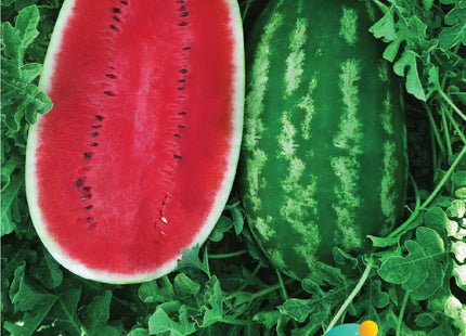 بطيخ مرهف F1 (WATERMELON MARHIF F1)