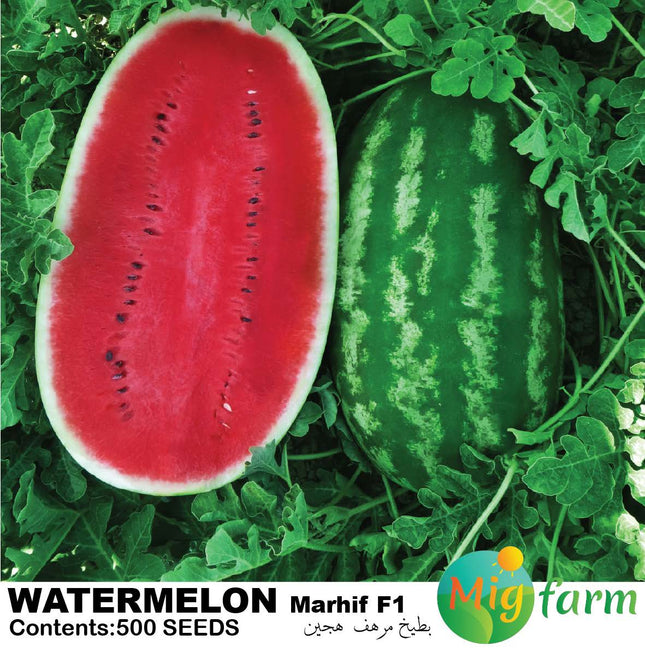 بطيخ مرهف F1 (WATERMELON MARHIF F1)