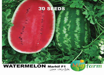 بطيخ مرهف F1 (WATERMELON MARHIF F1) MINI PACKET 30 SEEDS