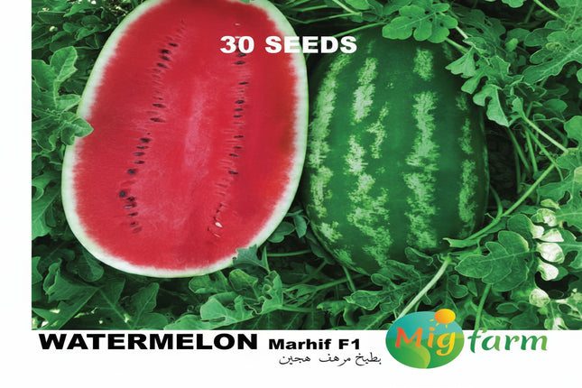 بطيخ مرهف F1 (WATERMELON MARHIF F1) MINI PACKET 30 SEEDS