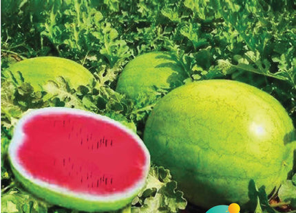 سكر البطيخ F1 (WATERMELON SUKAR F1)