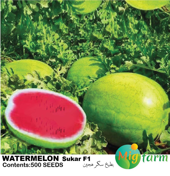 سكر البطيخ F1 (WATERMELON SUKAR F1)