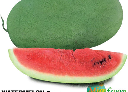 بطيخة روعة (WATERMELON RAWEA)