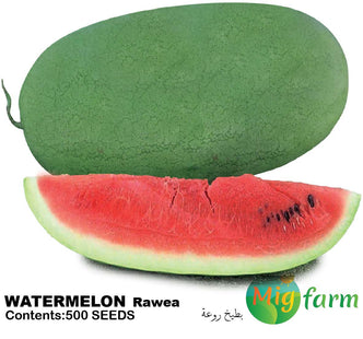 بطيخة روعة (WATERMELON RAWEA)