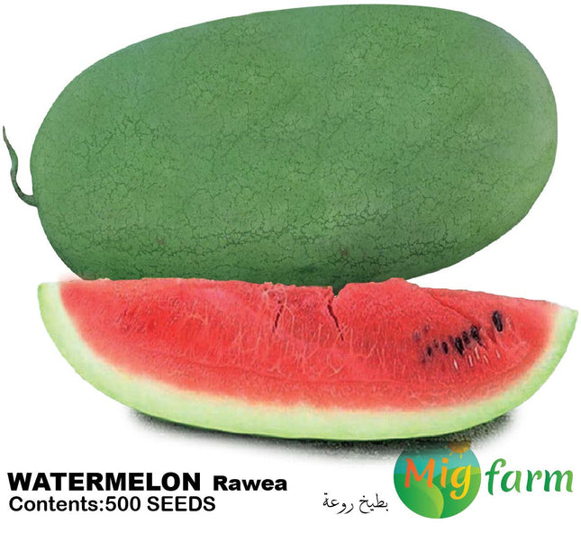 بطيخة روعة (WATERMELON RAWEA)