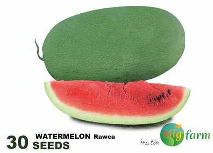 بطيخة روعة (WATERMELON RAWEA) MINI PACKET 30 SEEDS