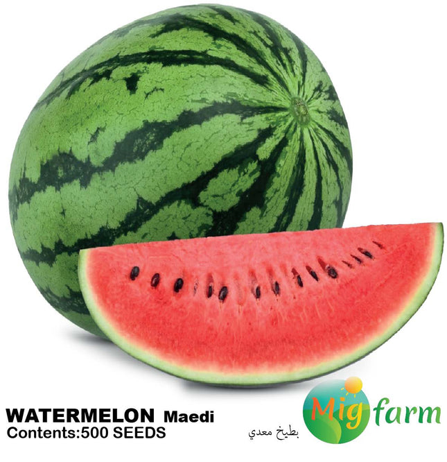 بطيخ معدي (WATERMELON MAEDI)