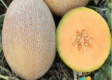 شمام السلطانة F1 (MELON SULTANA F1) MINI PACKET 30 SEEDS