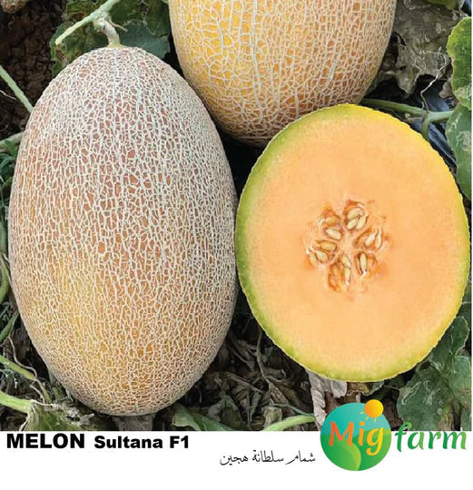 شمام السلطانة F1 (MELON SULTANA F1) MINI PACKET 30 SEEDS