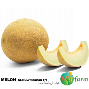 شمام الرومنسية F1 (MELON AL RUWMANSIA F1) 30 SEEDS