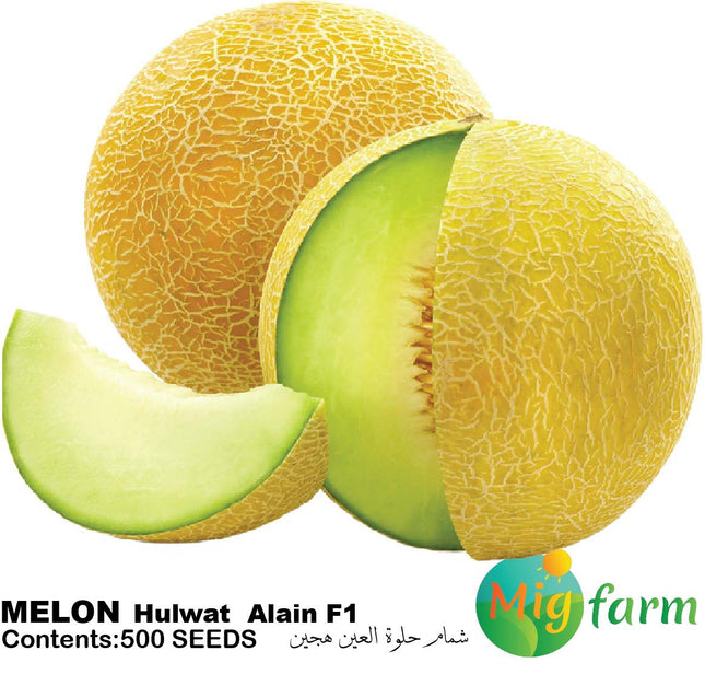 شمام حلوة العين F1 (MELON ALain F1)