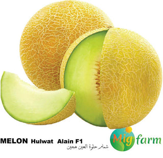 شمام حلوة العين F1 (MELON ALain F1) 30 SEEDS