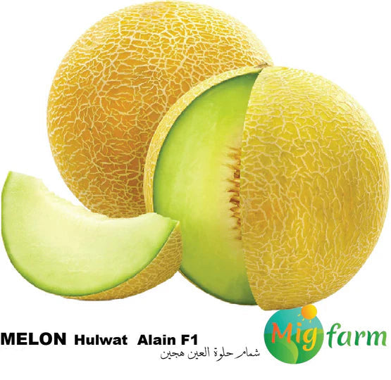 شمام حلوة العين F1 (MELON ALain F1) 30 SEEDS