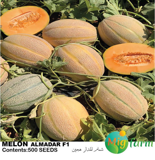 شمام المدار F1 (MELON AL MADAR F1)