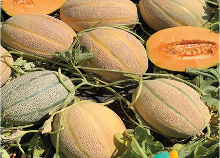 شمام المدار F1 (MELON AL MADAR F1) 30 SEEDS