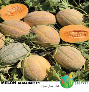 شمام المدار F1 (MELON AL MADAR F1) 30 SEEDS