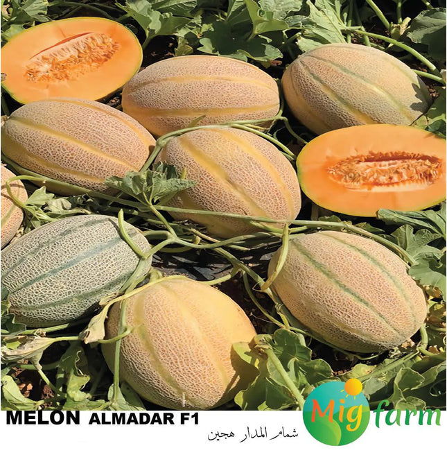 شمام المدار F1 (MELON AL MADAR F1) 30 SEEDS