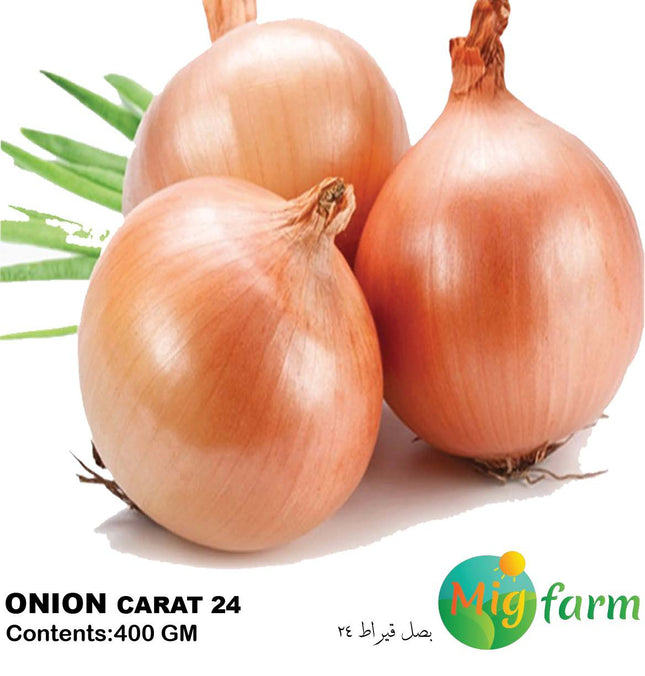 بصل قراط 24 F1 (ONION CARAT 24 F1)