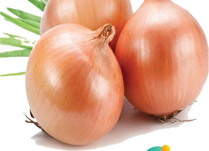 بصل قراط 24 F1 (ONION CARAT 24 F1) 5 GM