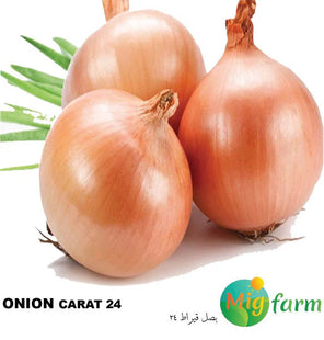 بصل قراط 24 F1 (ONION CARAT 24 F1) 5 GM