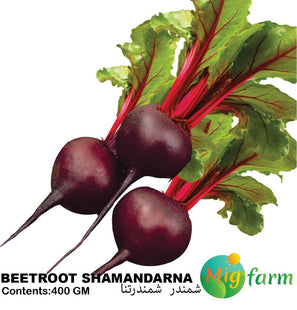 شمندر  شمندرنا  (BEETROOT SHAMANDARNA)