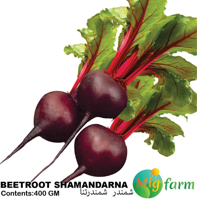 شمندر  شمندرنا  (BEETROOT SHAMANDARNA)