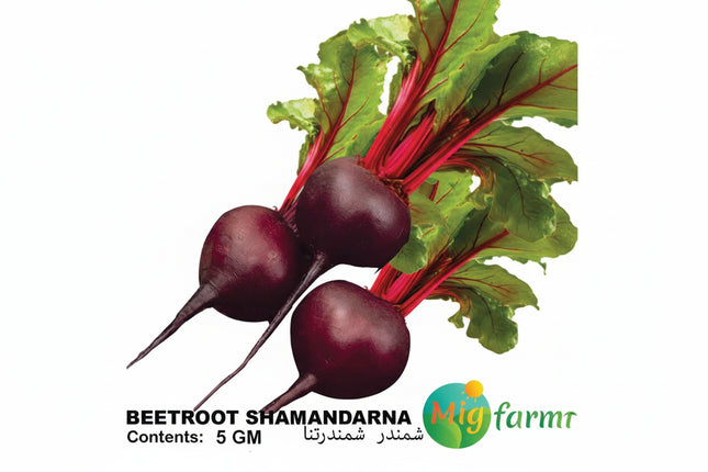 شمندر  شمندرنا  (BEETROOT SHAMANDARNA) 5 GM