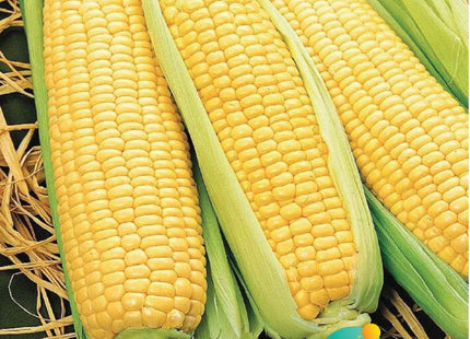 ذرة معدي سكرية F1 (MAEDI SWEET CORN)