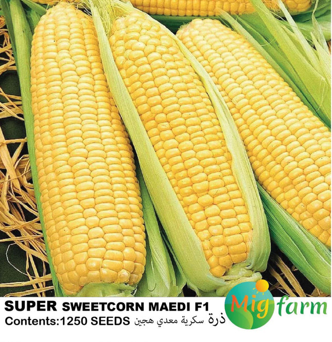 ذرة معدي سكرية F1 (MAEDI SWEET CORN)