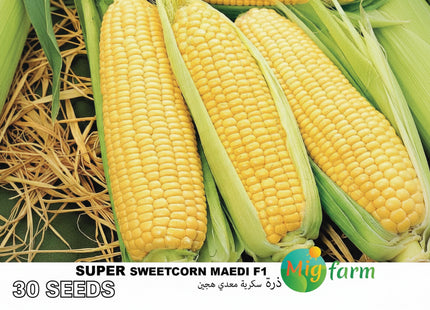 ذرة معدي سكرية F1 (MAEDI SWEET CORN) MINI PACKET 30 SEEDS