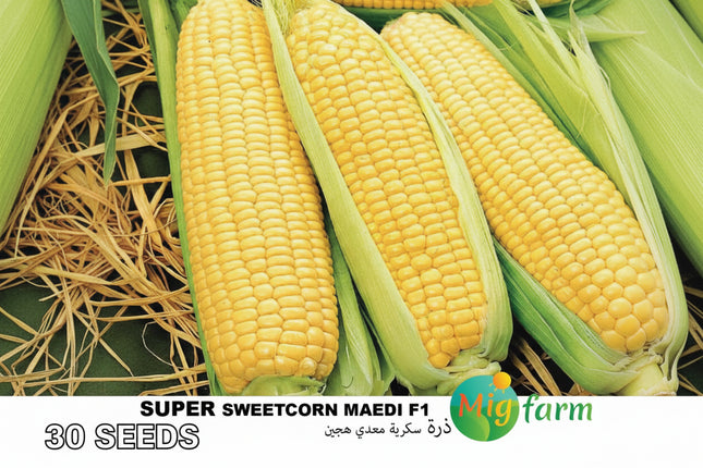 ذرة معدي سكرية F1 (MAEDI SWEET CORN) MINI PACKET 30 SEEDS