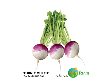 لفت ملفت (TURNIP MALFAT)