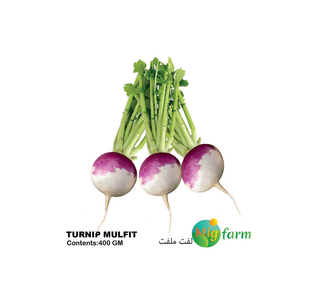 لفت ملفت (TURNIP MALFAT)