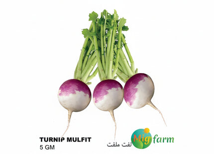 لفت ملفت (TURNIP MALFAT) 5GM