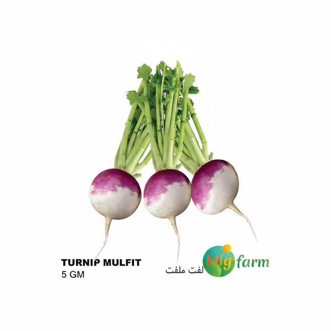 لفت ملفت (TURNIP MALFAT) 5GM