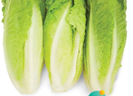 خس قمر (LETTUCE QAMAR)