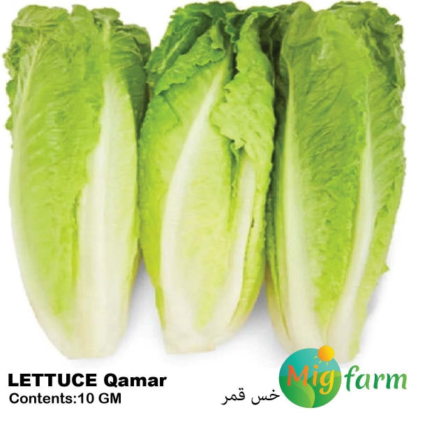 خس قمر (LETTUCE QAMAR) 10gm – Mig Farm